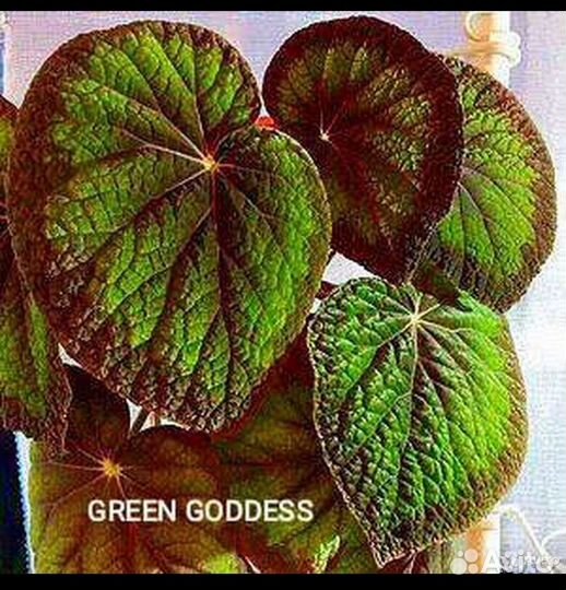 Бегонии: детки и стартеры