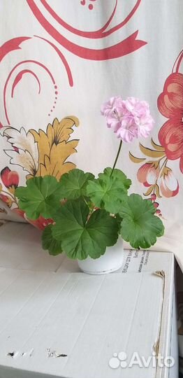 Пеларгония, герань