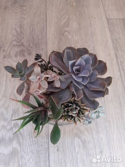 Набор суккулентов эчеверии, хавортия, граптоверия