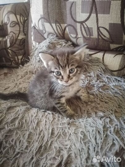 Котята в добрые руки бесплатно