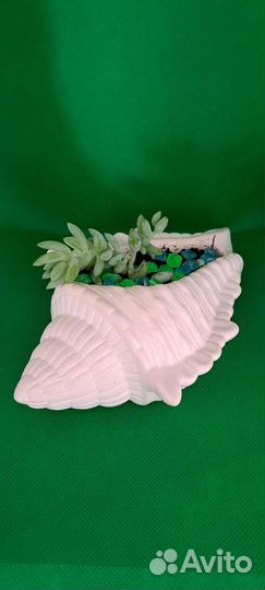 Седум Моргана. Готовое кашпо