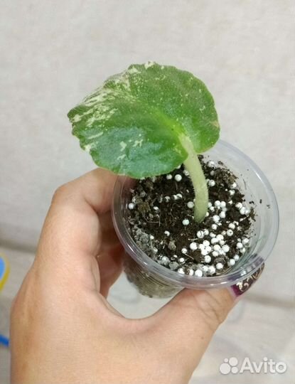 Сортовая фиалка