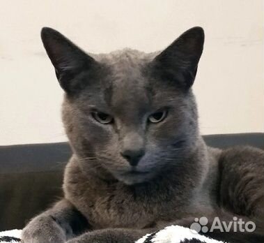 Дымчатый ласковый мальчик Бакс ищет свой дом