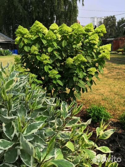 Гортензия метельчатая