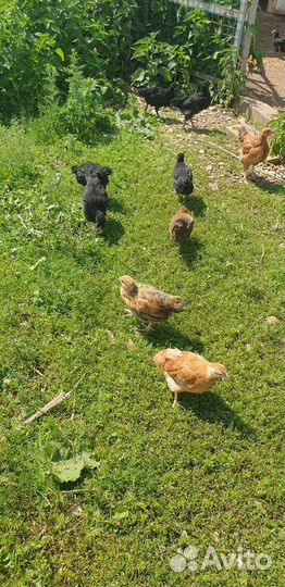 Куры Кучинские, несушки,домашние и цыплята