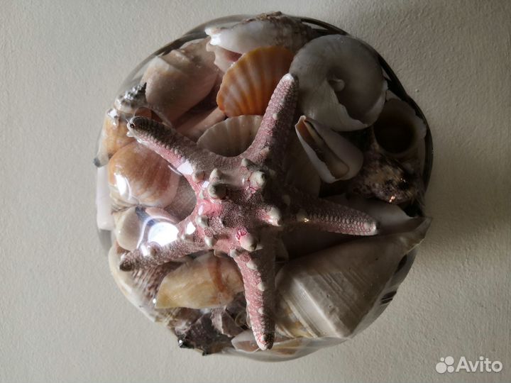 Морские ракушки