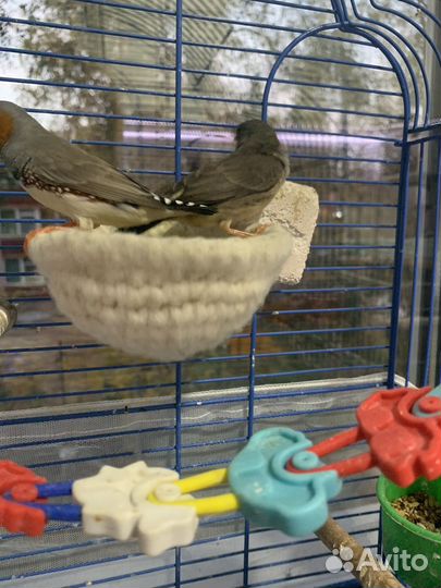 Зебровые аммадины,пара