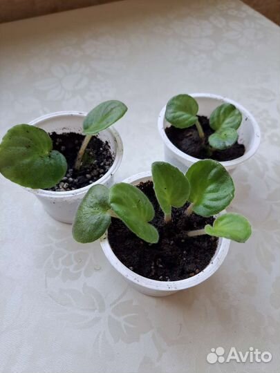 Глоксиния, Тидея, Огонёк