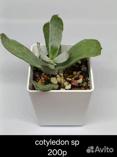 Суккуленты 2