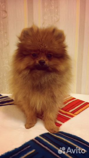 Померанский шпиц девочки