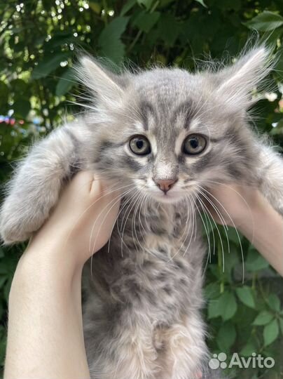 Домашние животные котята