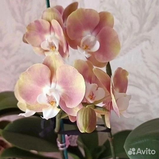 Орхидея Zeus фаленопсис