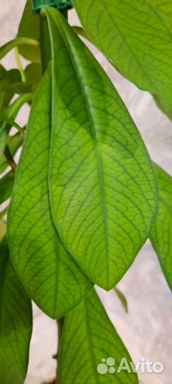 Синадениум гранта