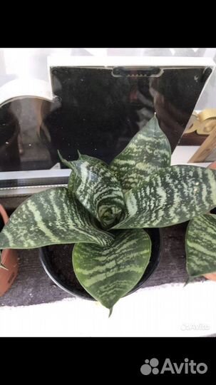 Сансиверия Ханни