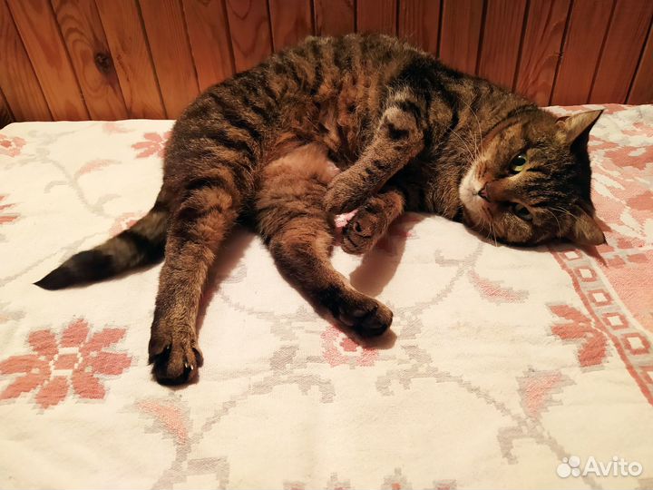 Трехцветная кошечка Люся