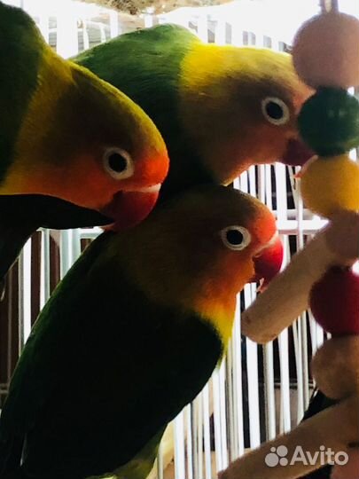 Попугаи неразлучники