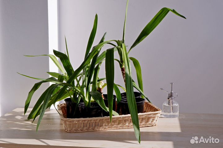Комнатные растения юкка
