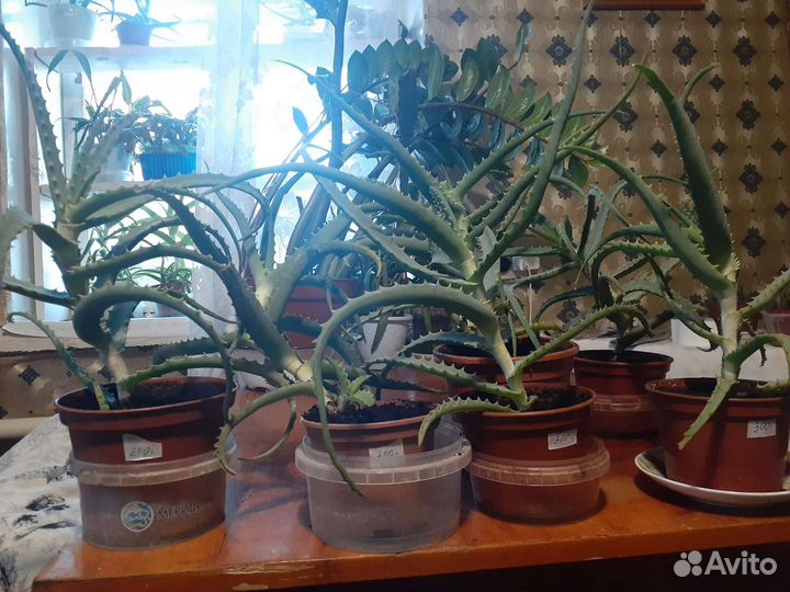Комнатные растения Алоэ Каланхой Хавортия