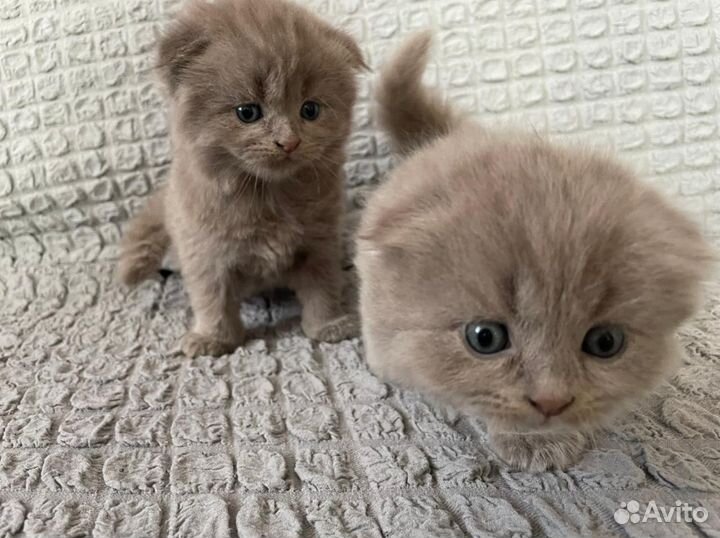 Шотландские котята