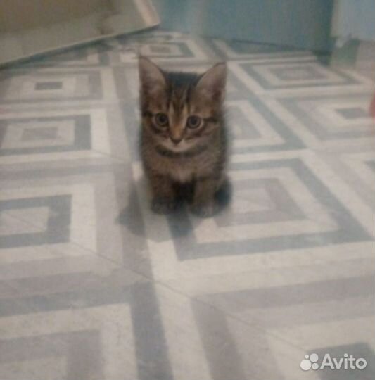 Котята