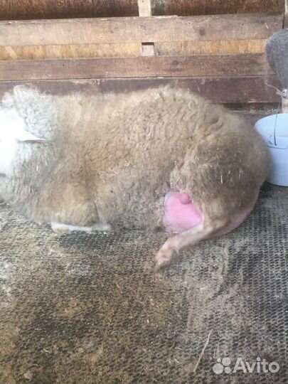 Овцы остфризской породы