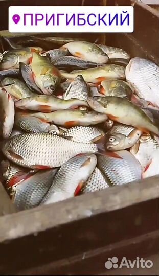 Рыбалка и отдых