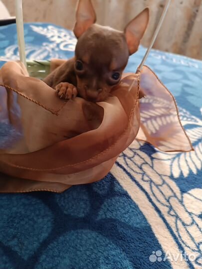 Щенок маленькой собаки