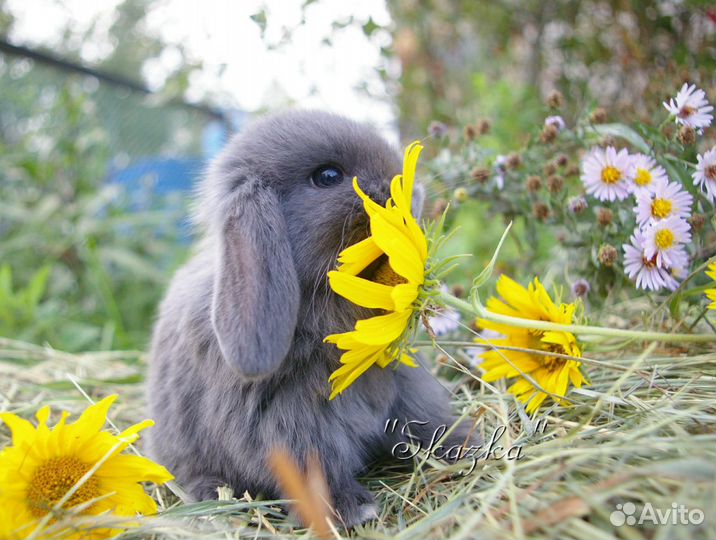 Декоративные крольчата
