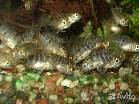 Аквариумные рыбки