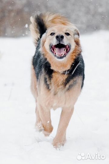 Ищет дом собака-улыбака Леди