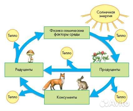Преподаватель по биологии
