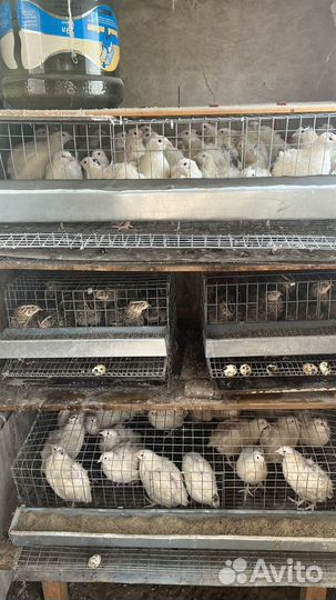 Яйца перепелиные домашние