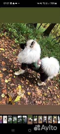 Собака в добрые руки шпиц