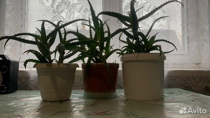 Алоэ столетник