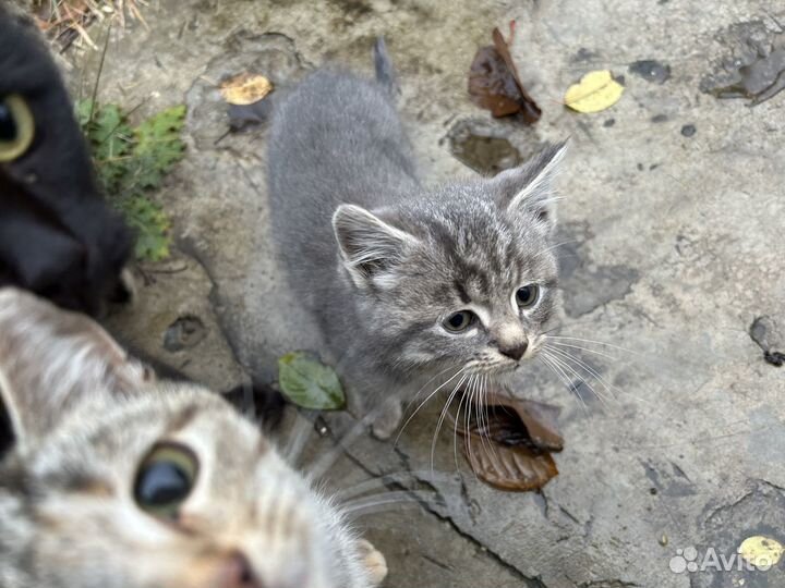 Котята ищут дом
