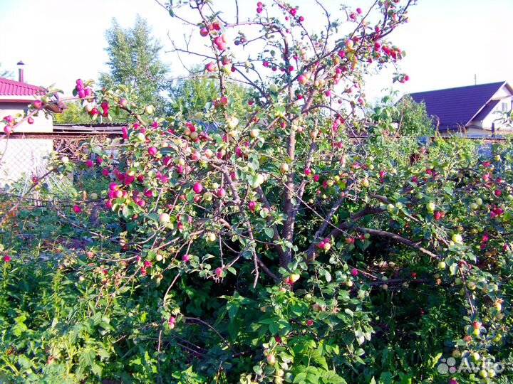 Яблоки, цена за ведро