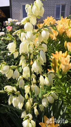 Юкка садовая, бересклет