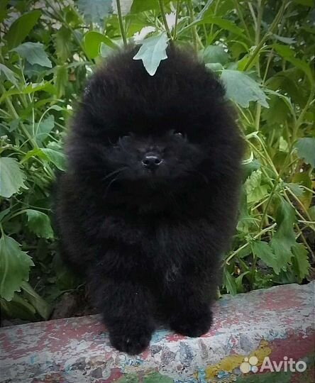 Померанский мальчик