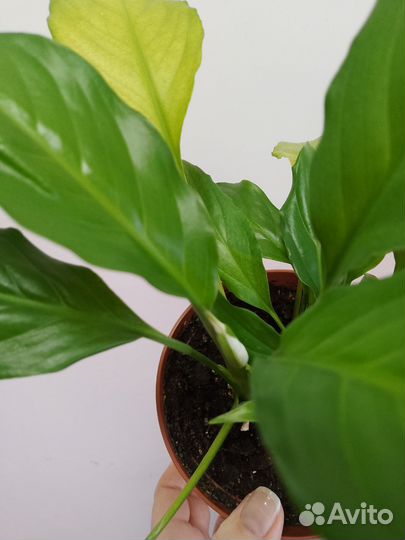 Спатифилум Шопен