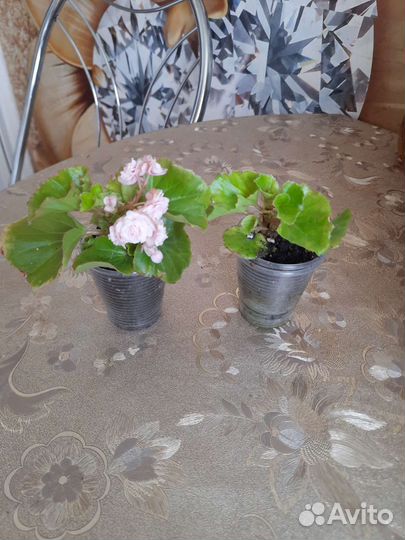 Бегония вечноцветущая