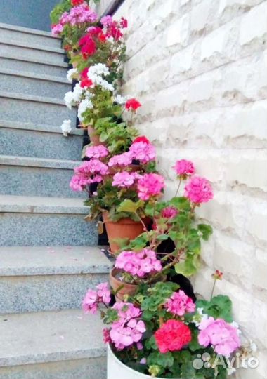 Пеларгония герань