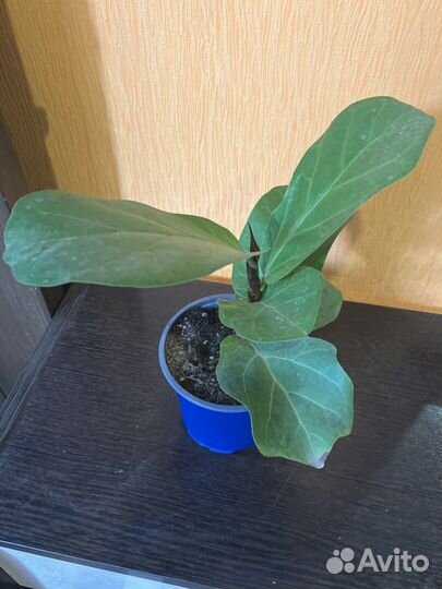 Фикус лирата бамбино