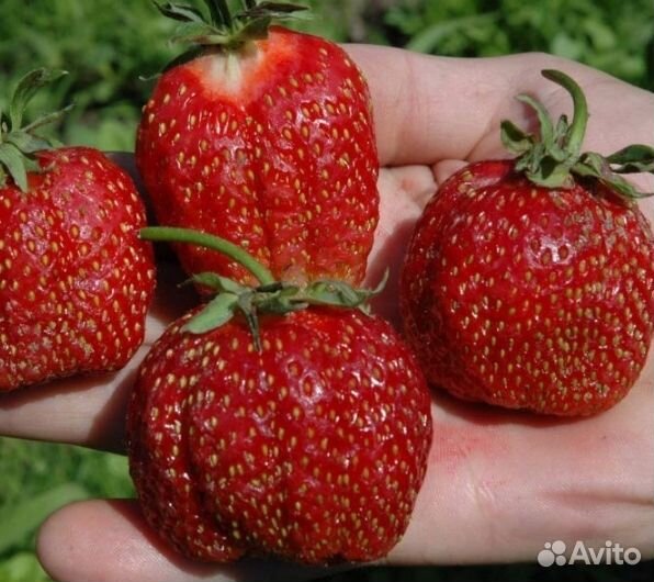 Клубника Фестивальная.Рассада