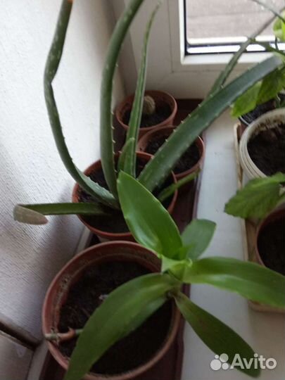 Комнатные цветы