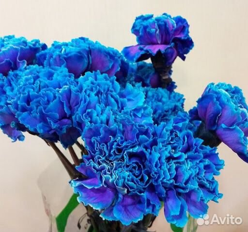 Цветная гвоздика.Доставка