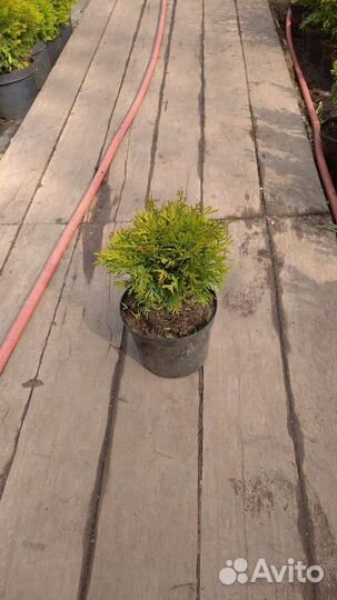 Туя шаровидная даника