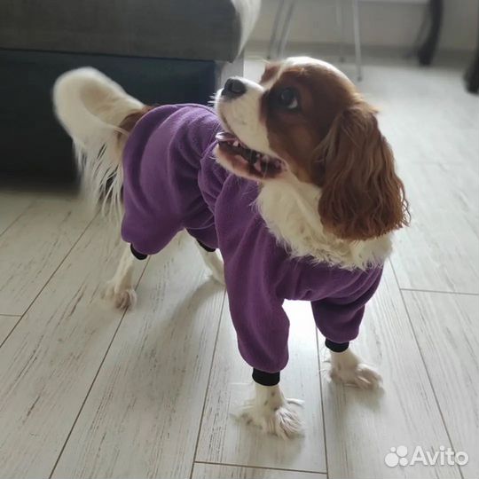 Одежда для собак и кошек. Оптом и в розницу