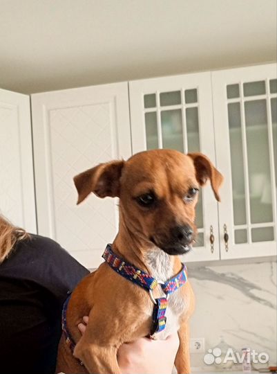 Найдена собака