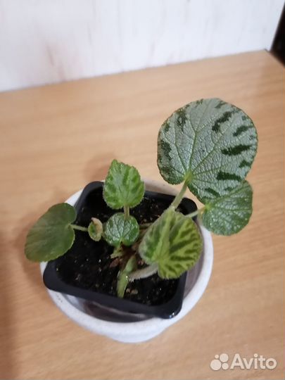 Бегонии королевские.Фикус Черный принц