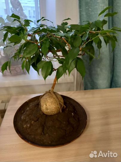 Комнатные цветы 